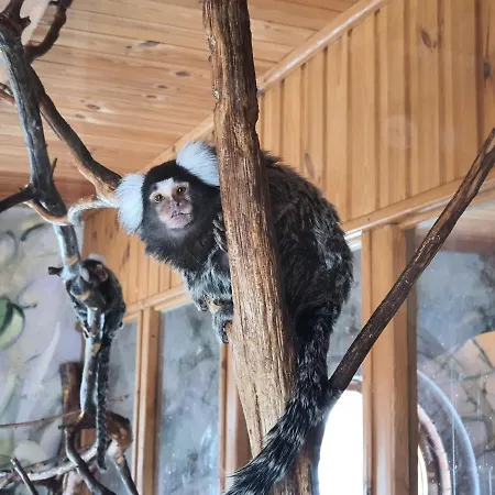 Kudowskie Chatynki Caloroczne Mini Zoo *