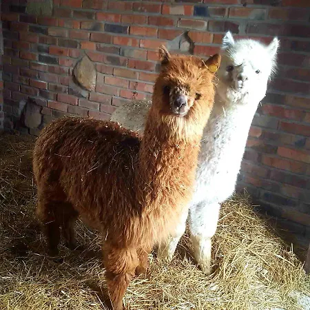 Kudowskie Chatynki Caloroczne Mini Zoo كودوفا- زدروي