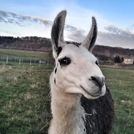 Kudowskie Chatynki Caloroczne Mini Zoo شقة *