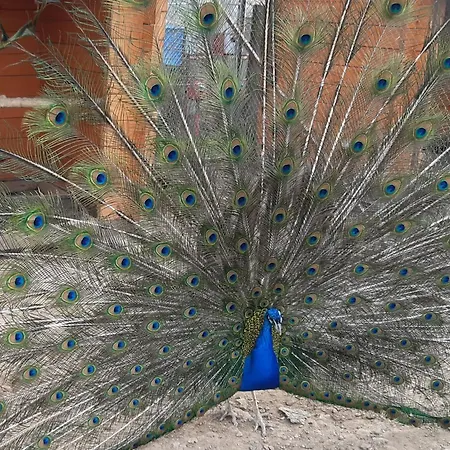 Kudowskie Chatynki Caloroczne Mini Zoo شقة