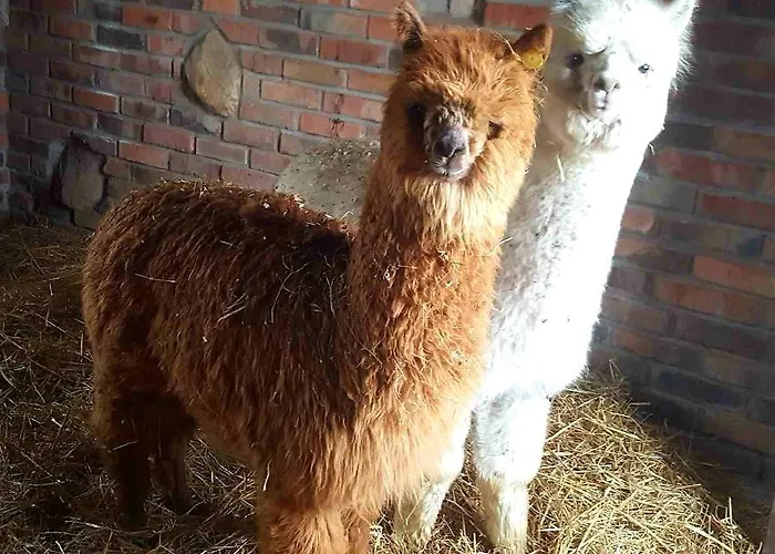 Kudowskie Chatynki Caloroczne Mini Zoo Kudowa-Zdrój