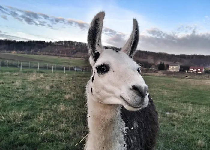 Kudowskie Chatynki Caloroczne Mini Zoo Appartamento *