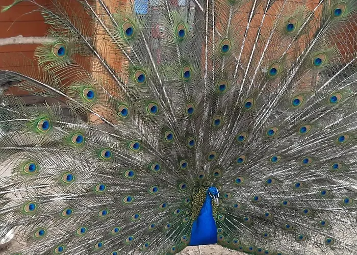 Kudowskie Chatynki Caloroczne Mini Zoo Appartamento